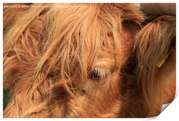 Highland Cow Close Up Print by James Bembridge