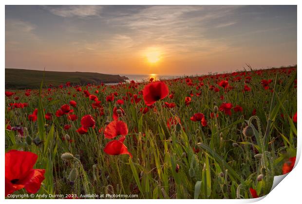 Poppies at Sunset Print by Andy Durnin