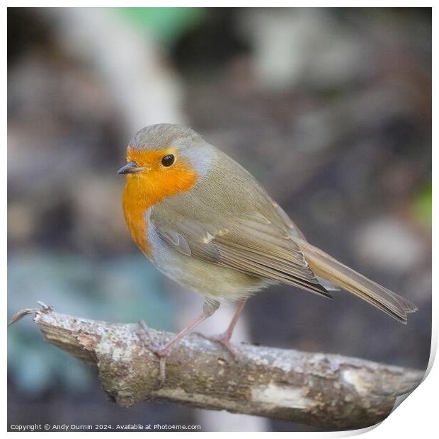 Robin Red Breast Print by Andy Durnin