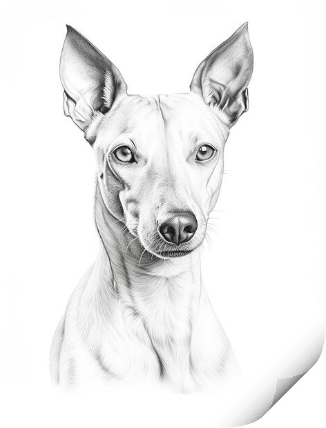 Cirneco dell’Etna Pencil Drawing Print by K9 Art