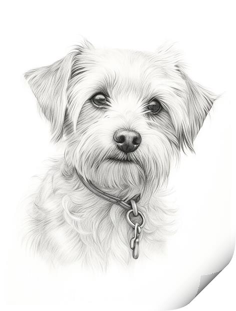 Dandie Dinmont Terrier Pencil Drawing Print by K9 Art