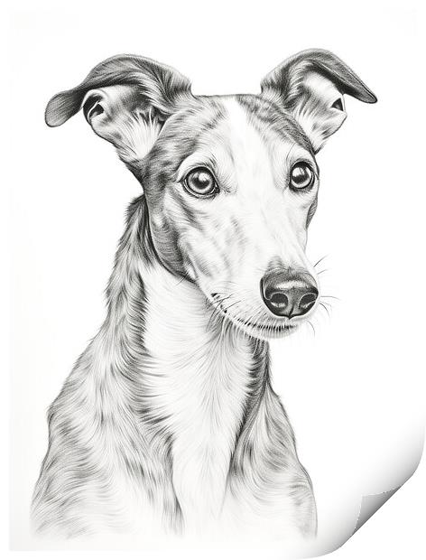 Greyhound Pencil Drawing Print by K9 Art