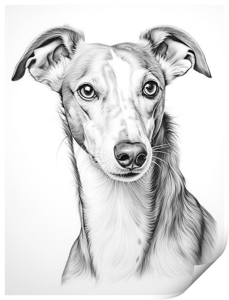 Greyhound Pencil Drawing Print by K9 Art