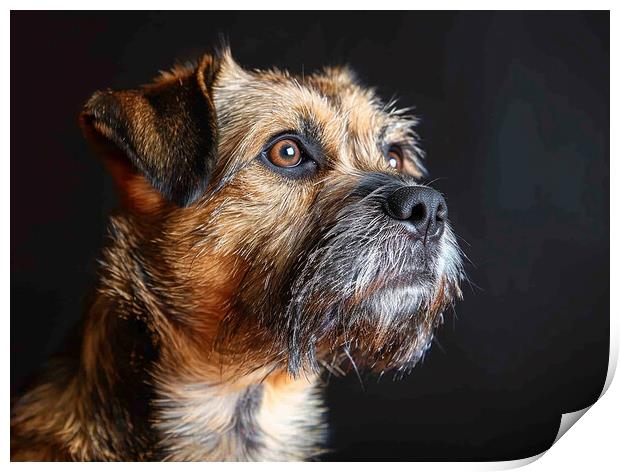 Border Terrier Portrait Print by K9 Art