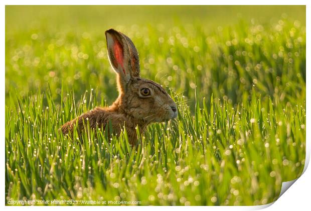 Dew Drop Hare Print by Janet Marsh  Photography