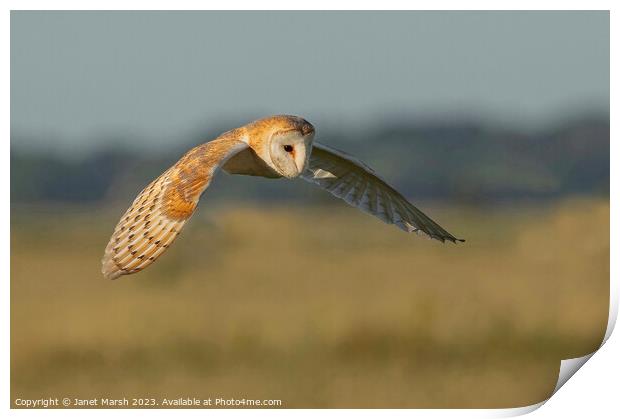 Summer Patrol Print by Janet Marsh  Photography