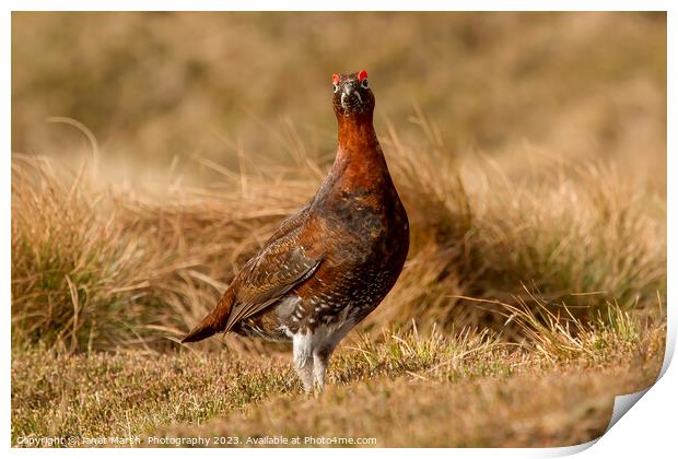 Red Grouse-Portrait Print by Janet Marsh  Photography