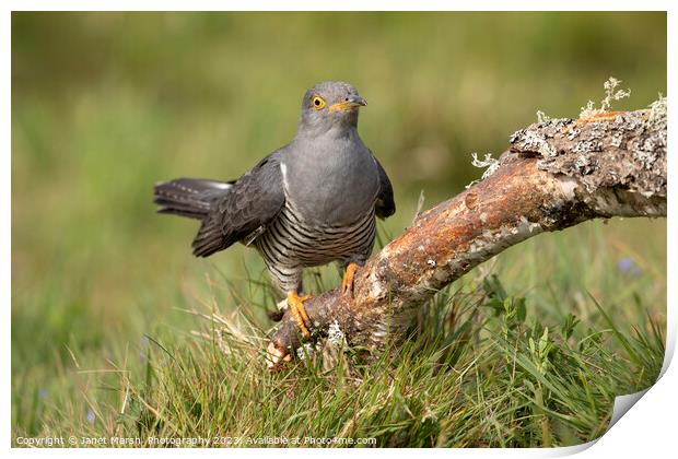 Cuckoo Arrival Print by Janet Marsh  Photography