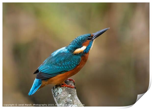  Kingfisher River Jewel on alert.  Print by Janet Marsh  Photography