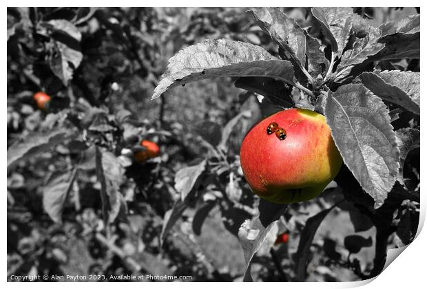 Two ladybirds on an apple Print by Alan Payton