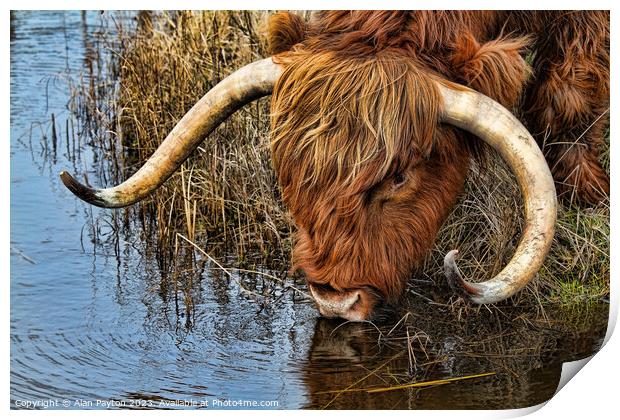 Thirsty Highland Cow Print by Alan Payton