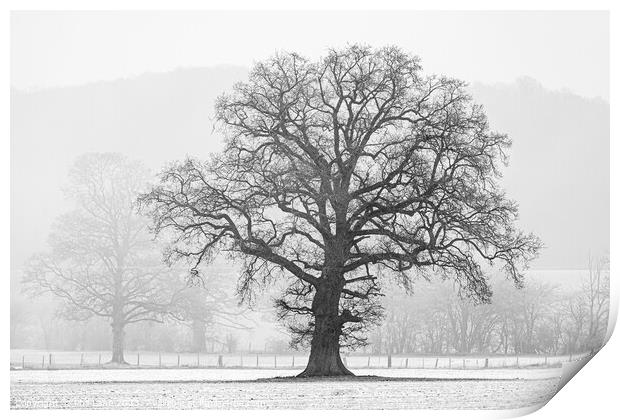 Tree in Winter Print by Phil Lane
