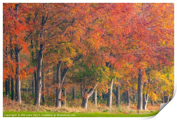 Autumn Treeline Print by Phil Lane
