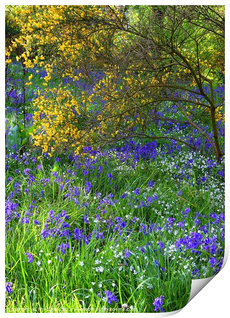 Bluebells and Broom Print by Phil Lane