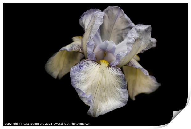 Bearded Iris Print by Russ Summers