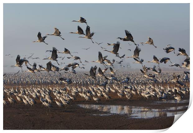 Feeding of the cranes at sunrise in the national P Print by Olga Peddi