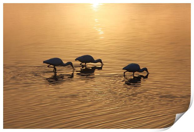 Dawn on the lake. Wintering birds in Israel Print by Olga Peddi