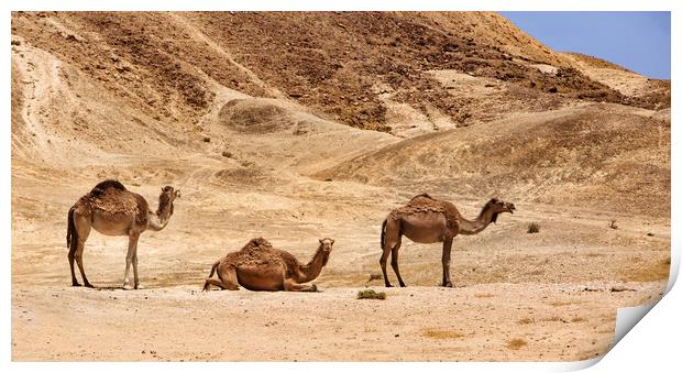 Israel, Negev Desert, A herd of Arabian camels Print by Olga Peddi