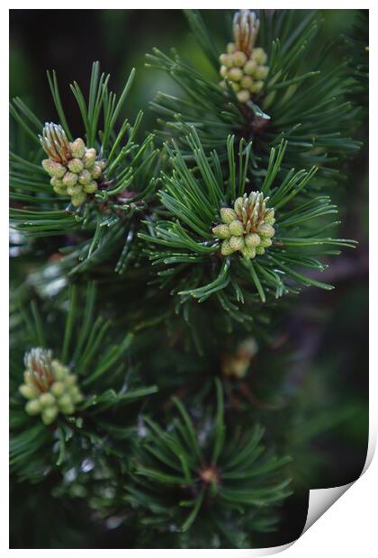 Pine tree close-up of needles and branches Print by Olga Peddi