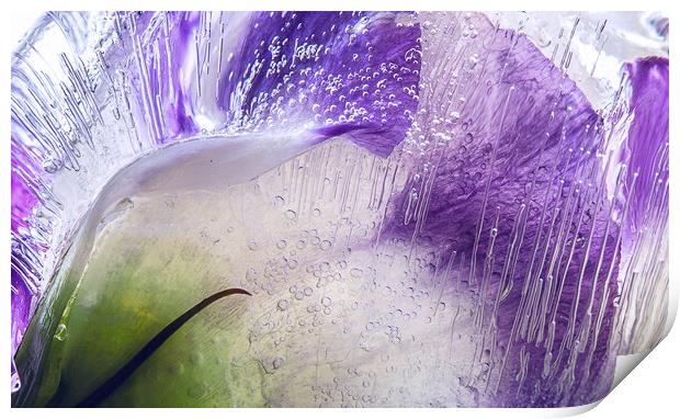  Abstraction of purple flowers in ice Print by Olga Peddi