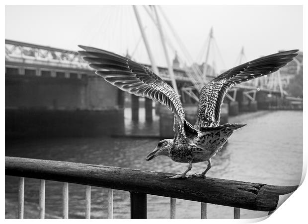 Seagull on London Bridge Print by Olga Peddi