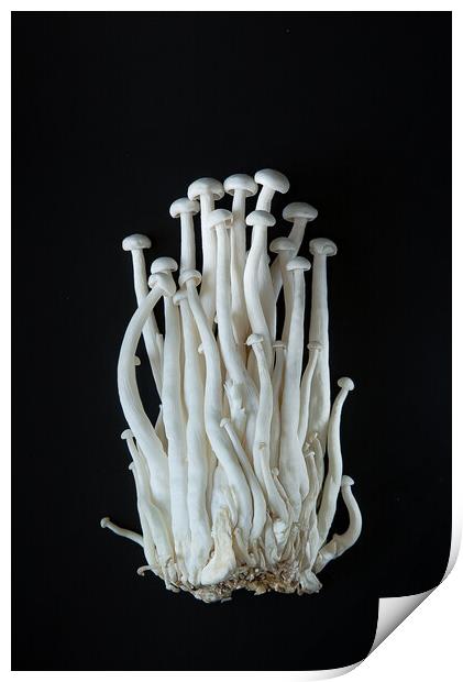 Enoki mushrooms on a black background Print by Olga Peddi