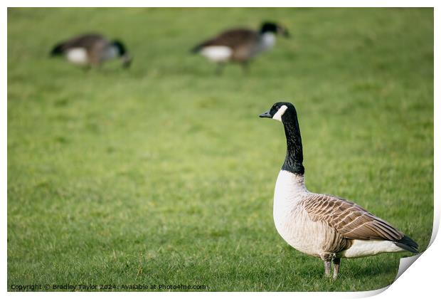 Canadian Geese Grazing, Yorkshire Print by Bradley Taylor