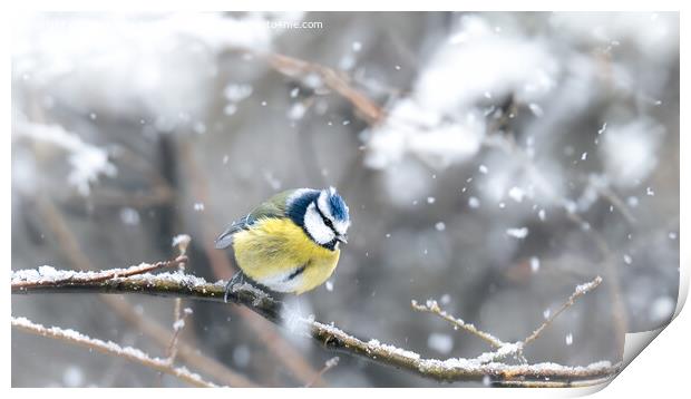 Blue Tit in Snow Print by Bradley Taylor