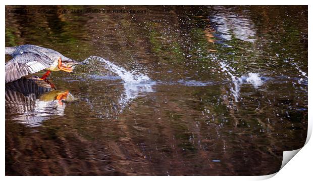 Goosander Running on Water Print by Bradley Taylor