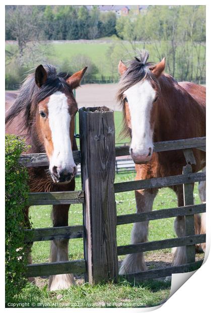 Clydesdale horses Beamish Museum Print by Bryan Attewell