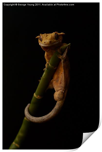 Harry The Crestie Print by George Young
