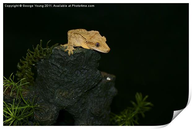 Gecko Hill Print by George Young