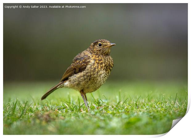 Young Robin Red Breast Print by Andy Salter