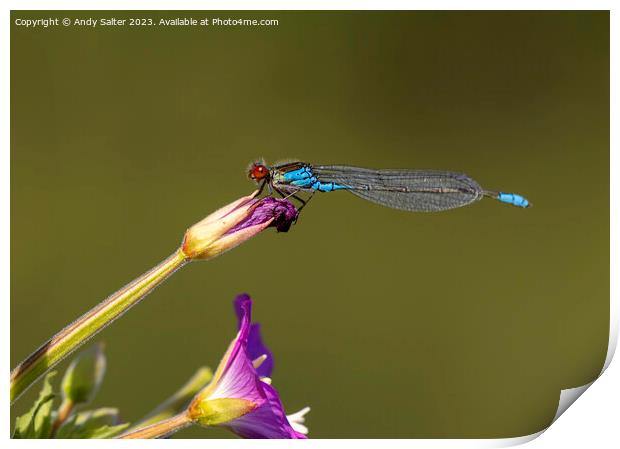 Dragonfly Print by Andy Salter