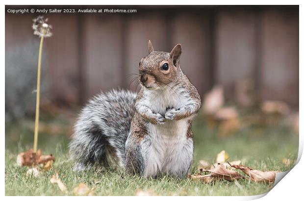 A Grey Squirrel Standing on Grass Print by Andy Salter