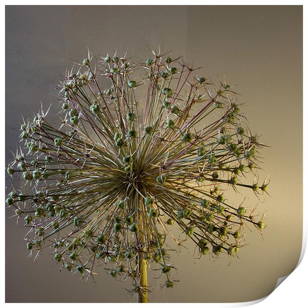 Allium Seed Print by Alan Pickersgill