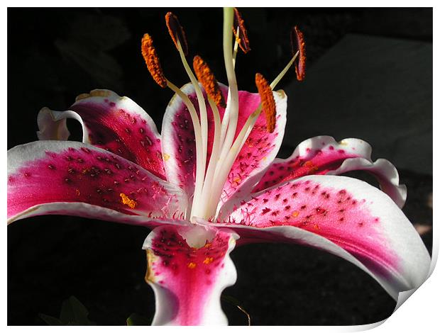 Stargazer lily  Print by Alan Pickersgill