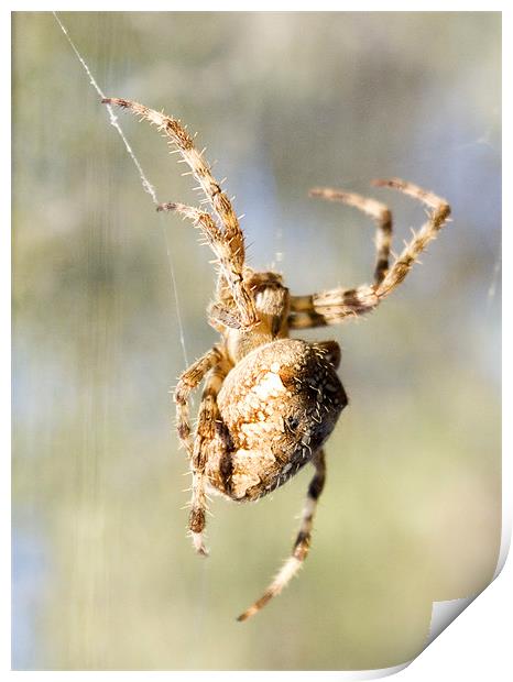 Spider 2 Print by Alan Pickersgill