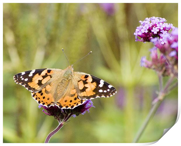 Painted Lady Print by Alan Pickersgill