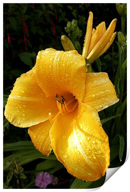 Damp Day Lily Print by Alan Pickersgill