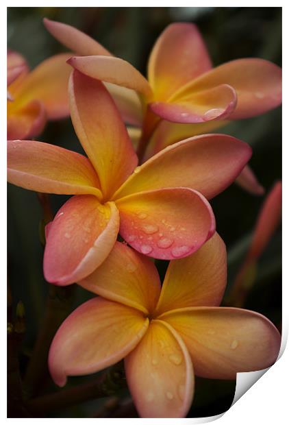 Frangipani Flowers after a shower Print by Alan Pickersgill