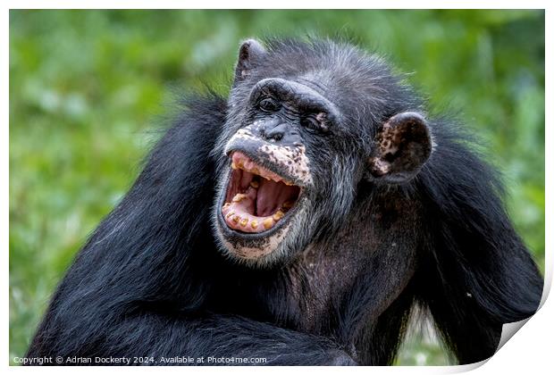 Laughing chimp Print by Adrian Dockerty