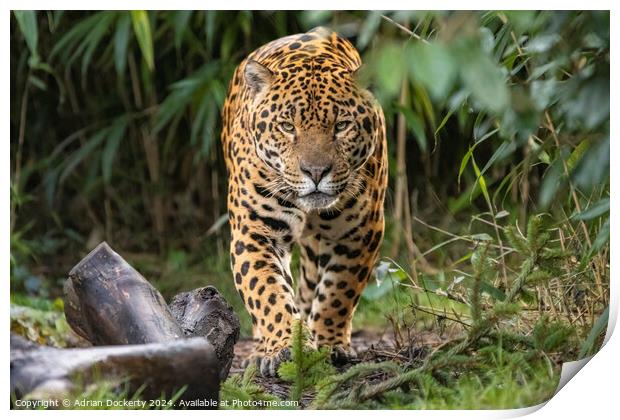 Jaguar on patrol Print by Adrian Dockerty