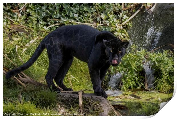 A black jaguar  Print by Adrian Dockerty