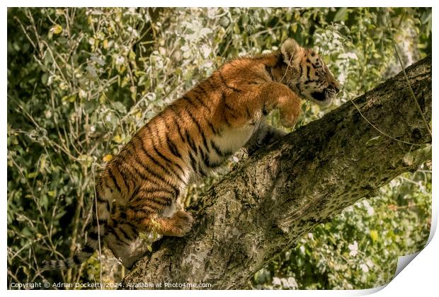 A tiger cub climbing a tree Print by Adrian Dockerty