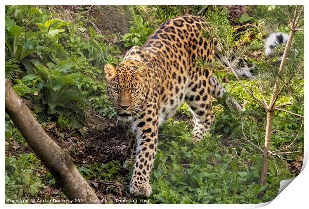 A leopard walking in a forest Print by Adrian Dockerty