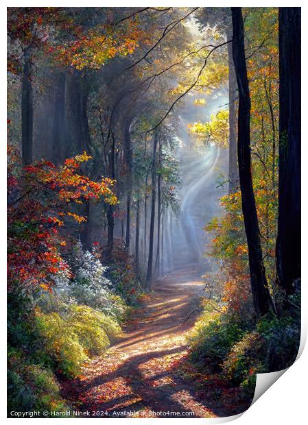 Autumn Woodland I Print by Harold Ninek