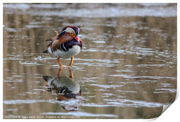 Mandarin Duck Print by Tony Davis