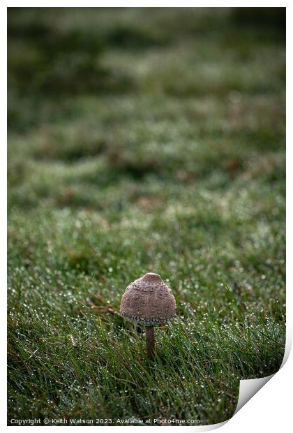 Toadstool with Dew.  Print by Keith Watson