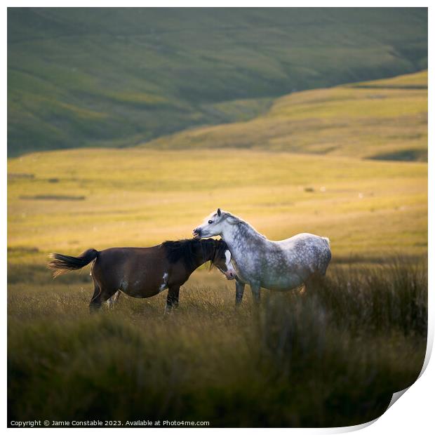 Wild Welsh ponies Print by Jamie Constable